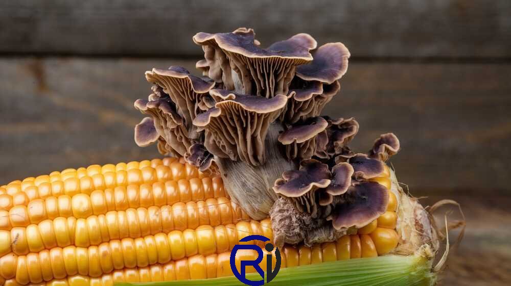 Huitlacoche Fungus or Bird Unveiling the Mystery